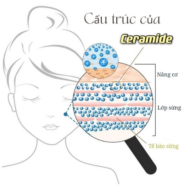 Ceramide là một dạng lipid tự nhiên có sẵn ở tất cả các màng tế bào da của chúng ta